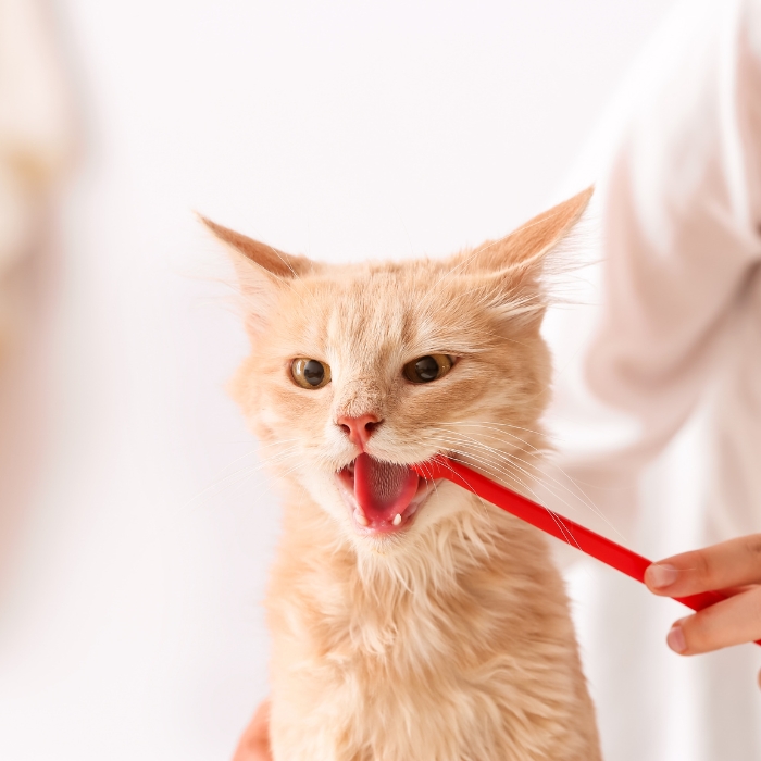a cat licking a toothbrush