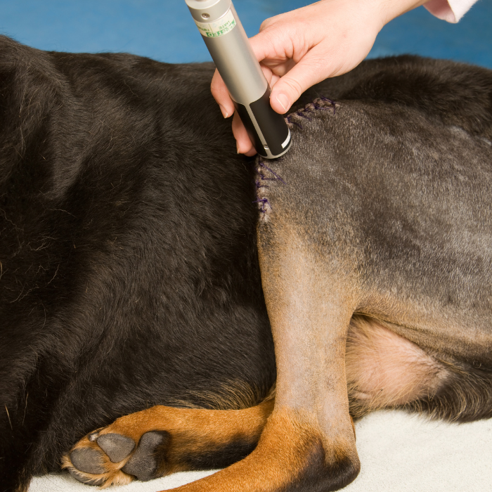 a person using an object to cut a dog's stomach