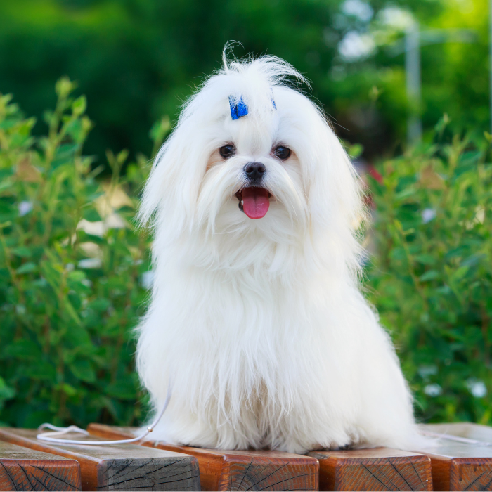 a white dog with a blue bow on its head