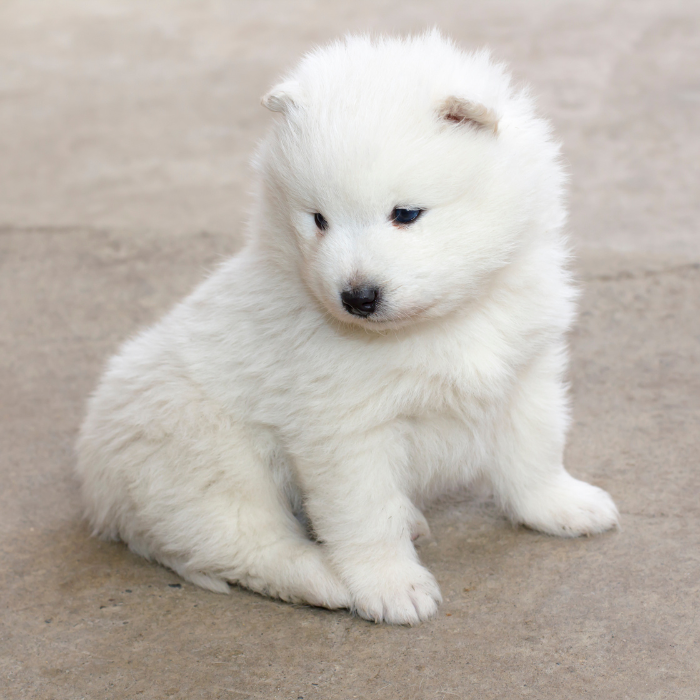 a white fluffy puppy sitting on concrete
