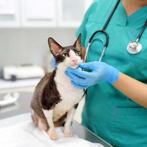 a veterinarian examining a cat