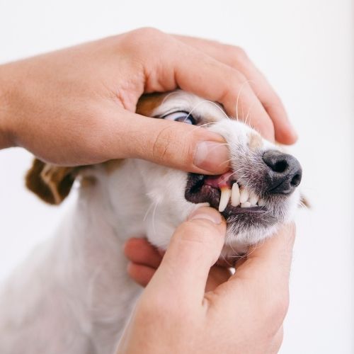 a veterinarian examining a dogs teeth