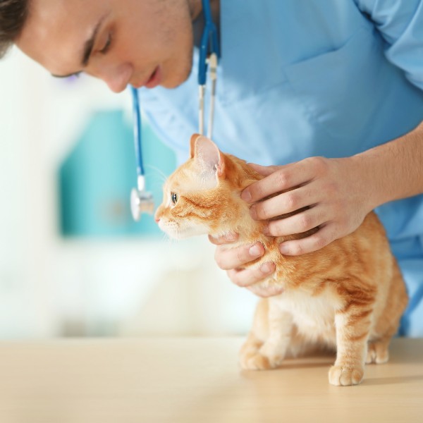 a veterinarian petting a cat