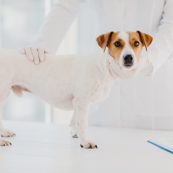 a veterinarian examines a small white dog